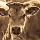 Вспышку лептоспироза выявили у крупного рогатого скота в ХМАО