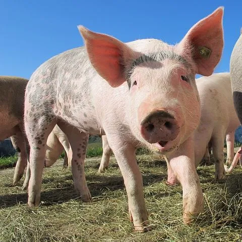 В Югре отменили чрезвычайное положение по чуме свиней