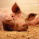 В Нягани зарегистрировали семь новых случаев заражения свиней