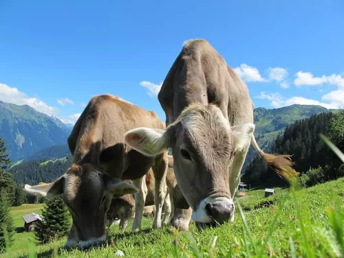 В Югре лейкоза крупного рогатого скота не обнаружено 