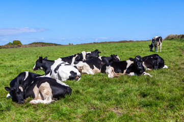 Ветеринары Югры обследуют коров на вирус лейкоза