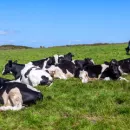 Ветеринары Югры обследуют коров на вирус лейкоза