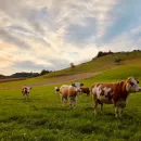 В Югре число больных лейкозом коров увеличилось почти в три раза