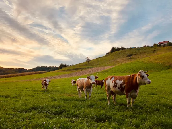 В Югре число больных лейкозом коров увеличилось почти в три раза